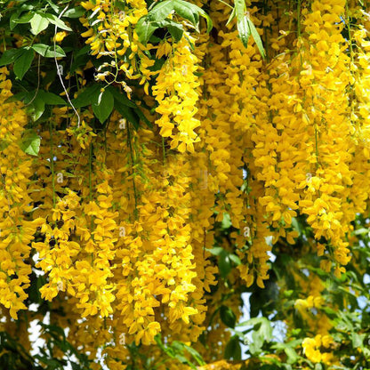 Golden Cascade Live Plant (Petraeovitex bambusetorum)