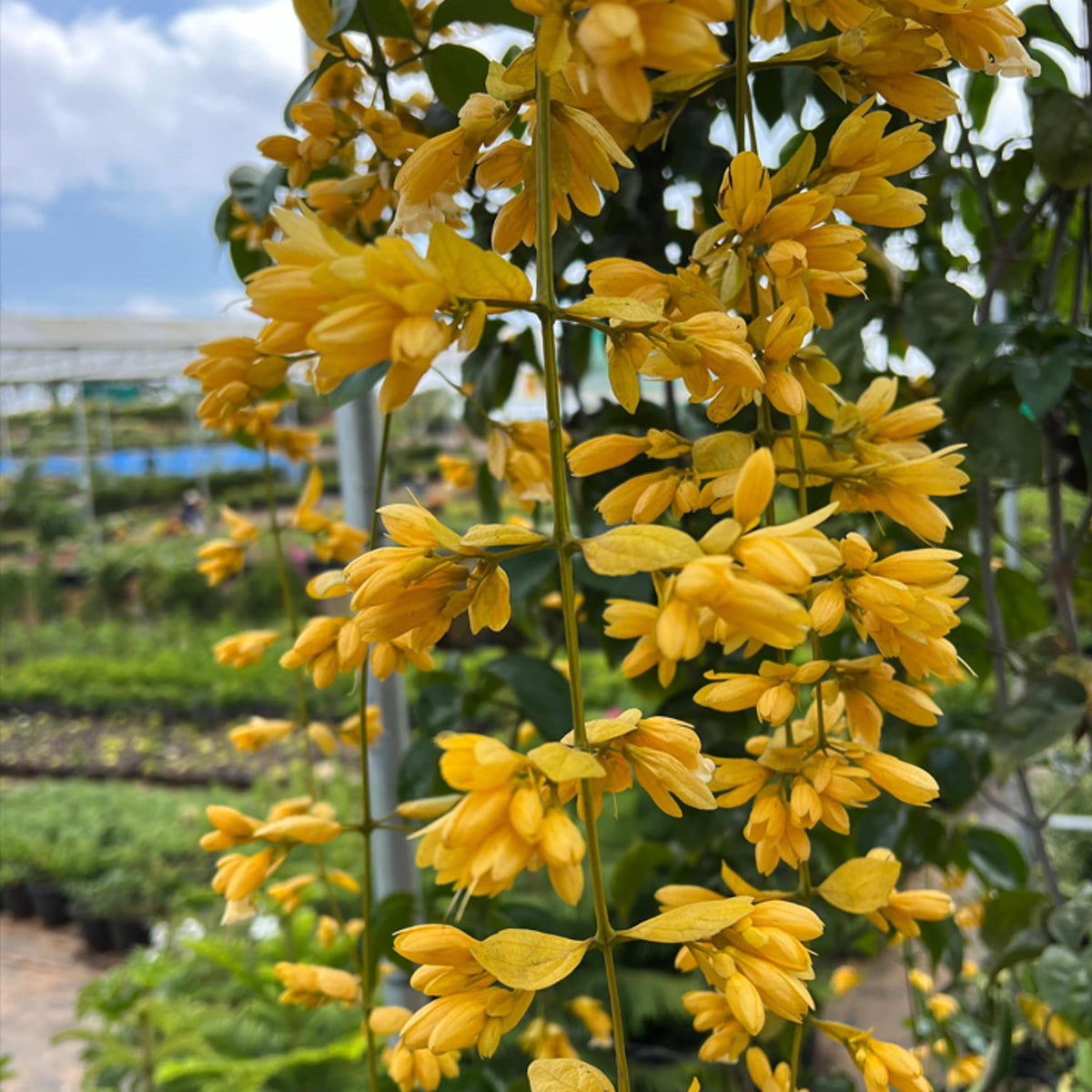 Golden Cascade Live Plant (Petraeovitex bambusetorum)