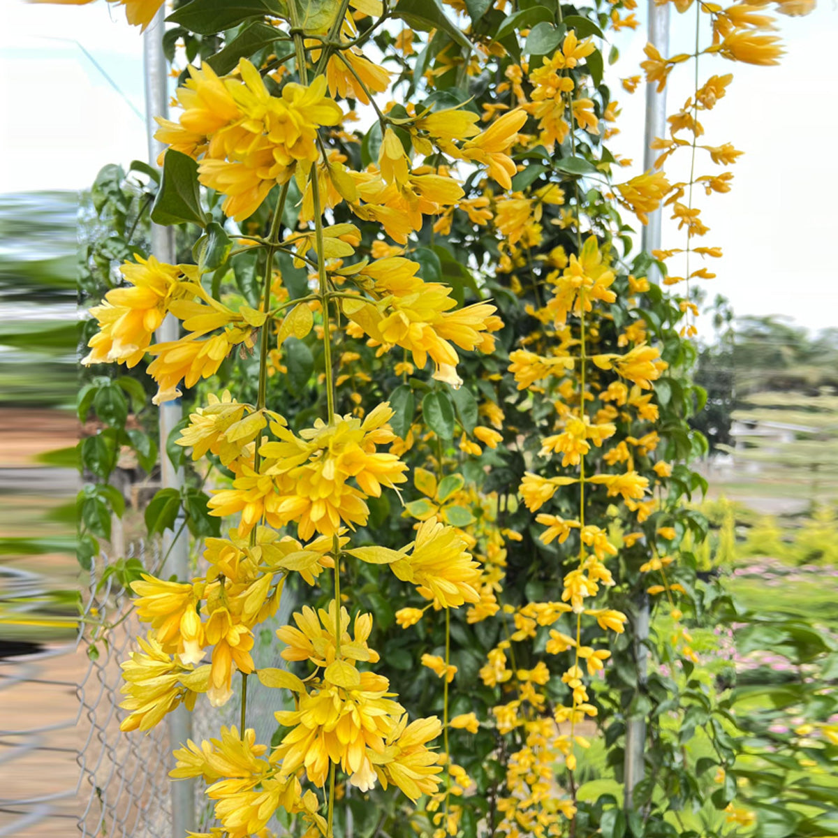 Golden Cascade Live Plant (Petraeovitex bambusetorum)