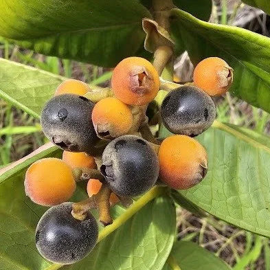 Myrcia sp. Gomidesia Live Plant