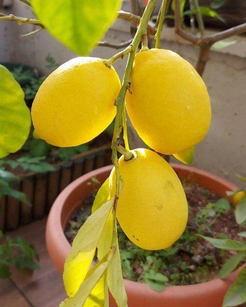 Gondhoraj Lemon (Citrus × limonia)