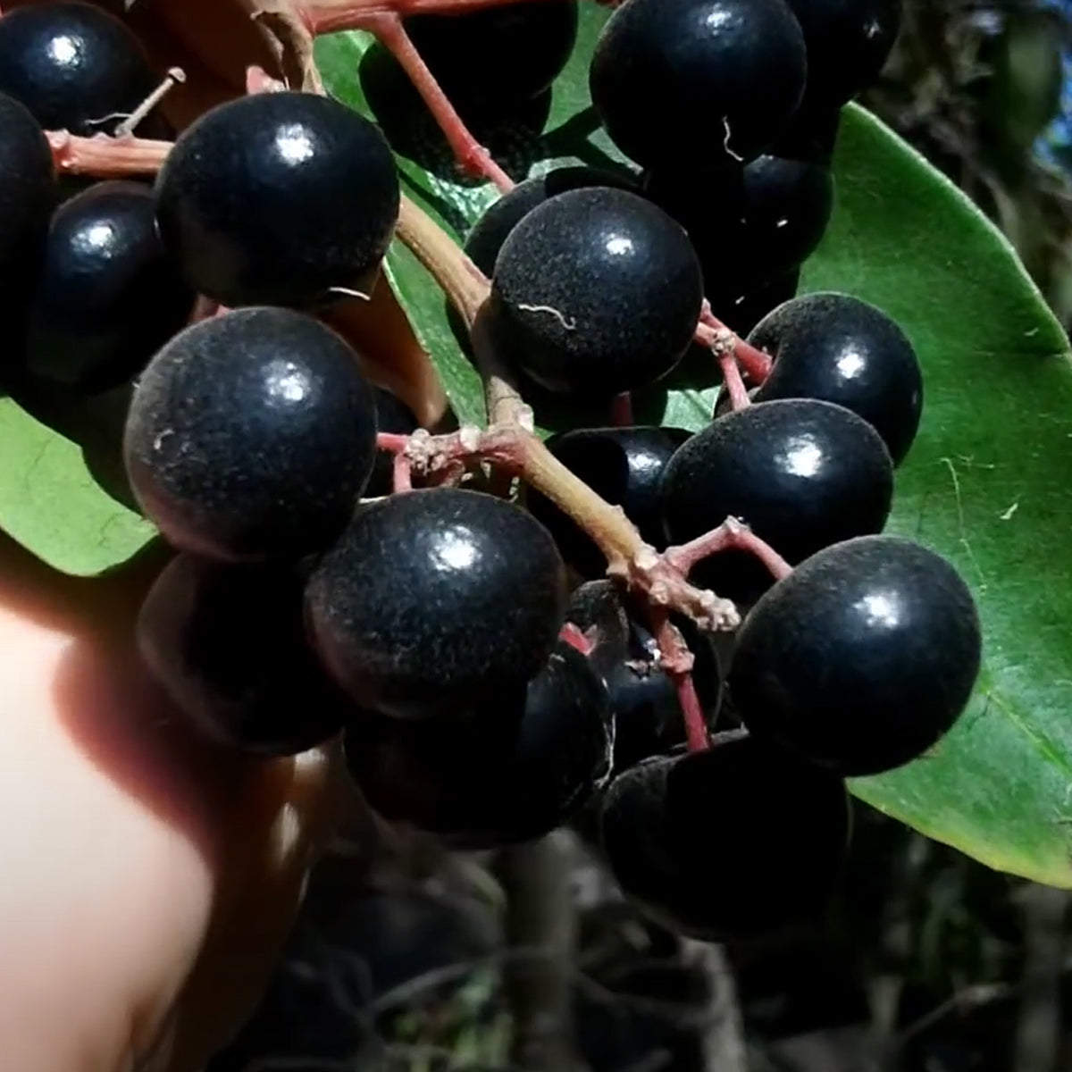 Gondo Fruit Plant (Ardisia compressa)