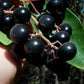 Gondo Fruit Plant (Ardisia compressa)