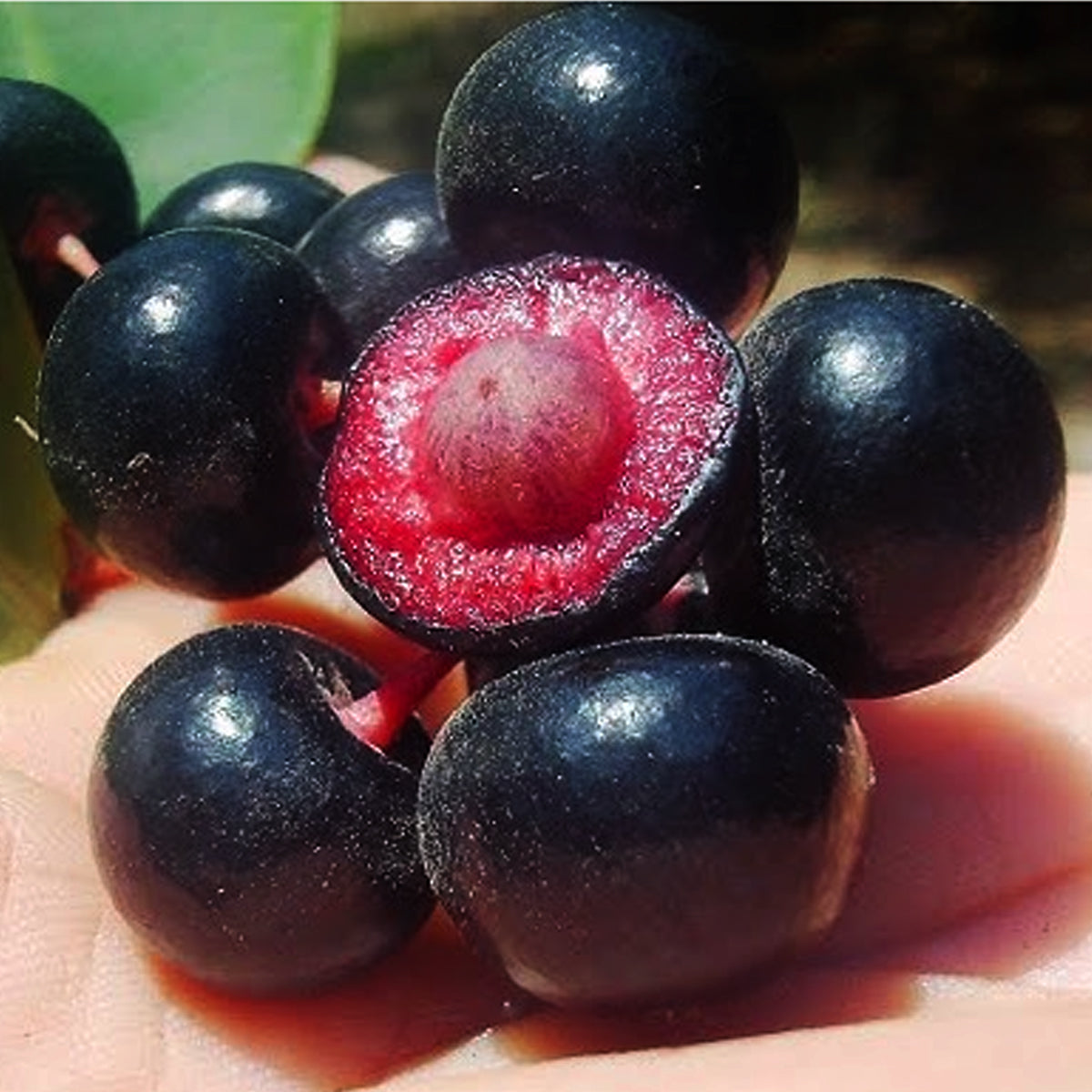 Gondo Fruit Plant (Ardisia compressa)