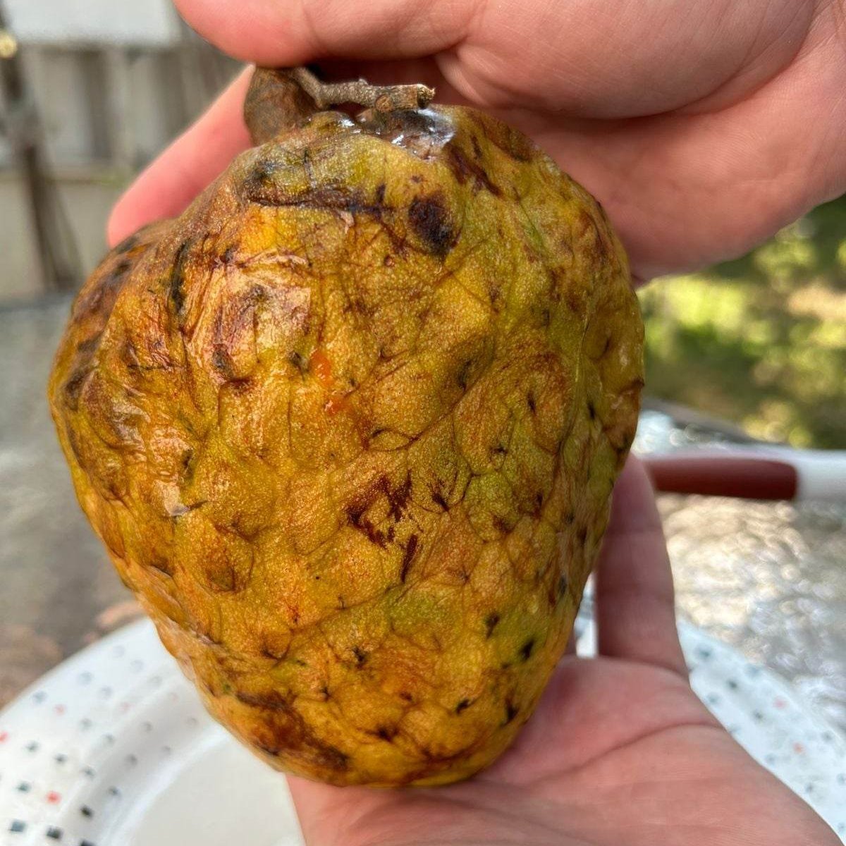 Annona reticulata "Gran Hercules" Live Plant (Annona reticulata "Gran Hercules")