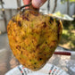 Annona reticulata "Gran Hercules" Live Plant (Annona reticulata "Gran Hercules")