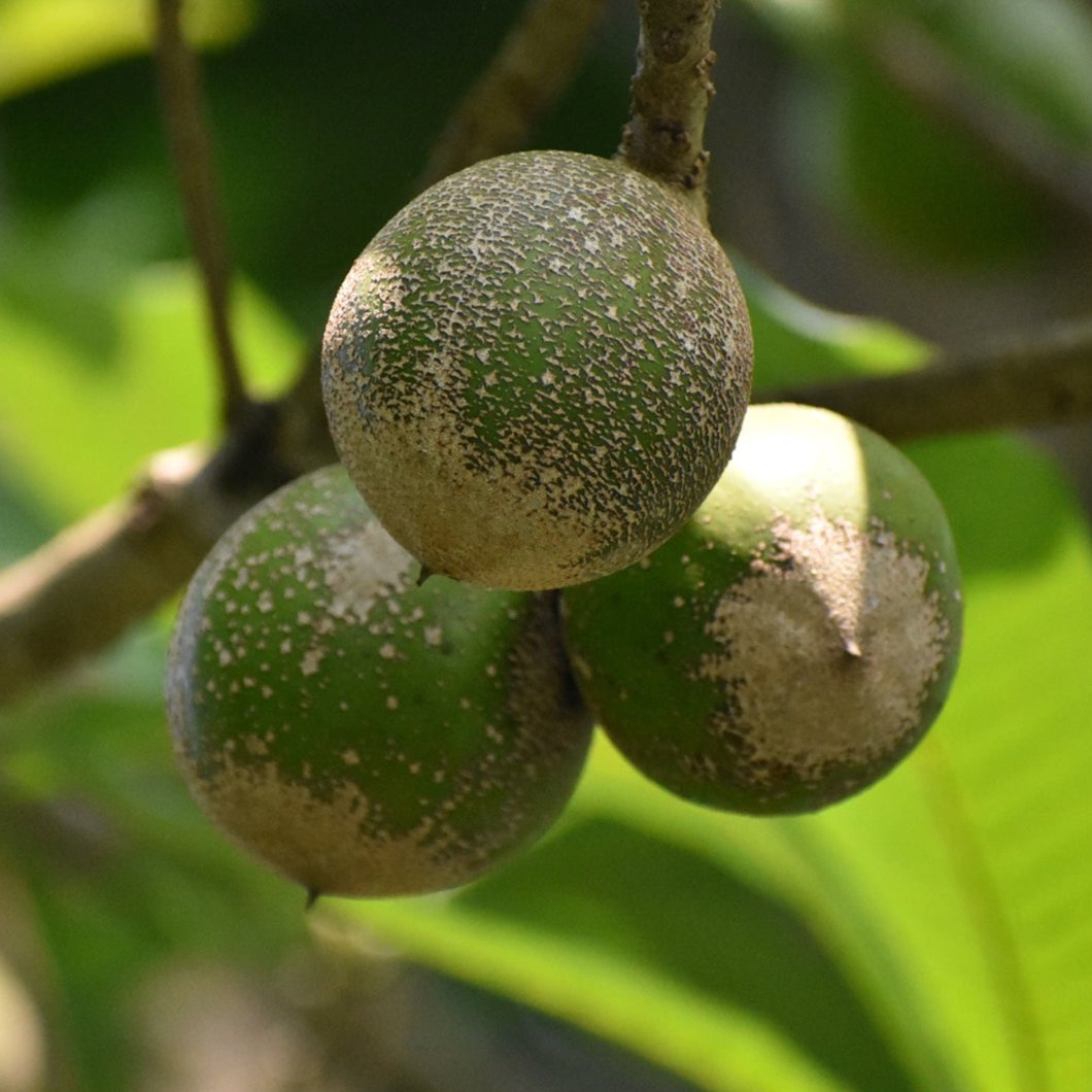 Green Sapote Fruit Plants ( Pouteria Viridis )