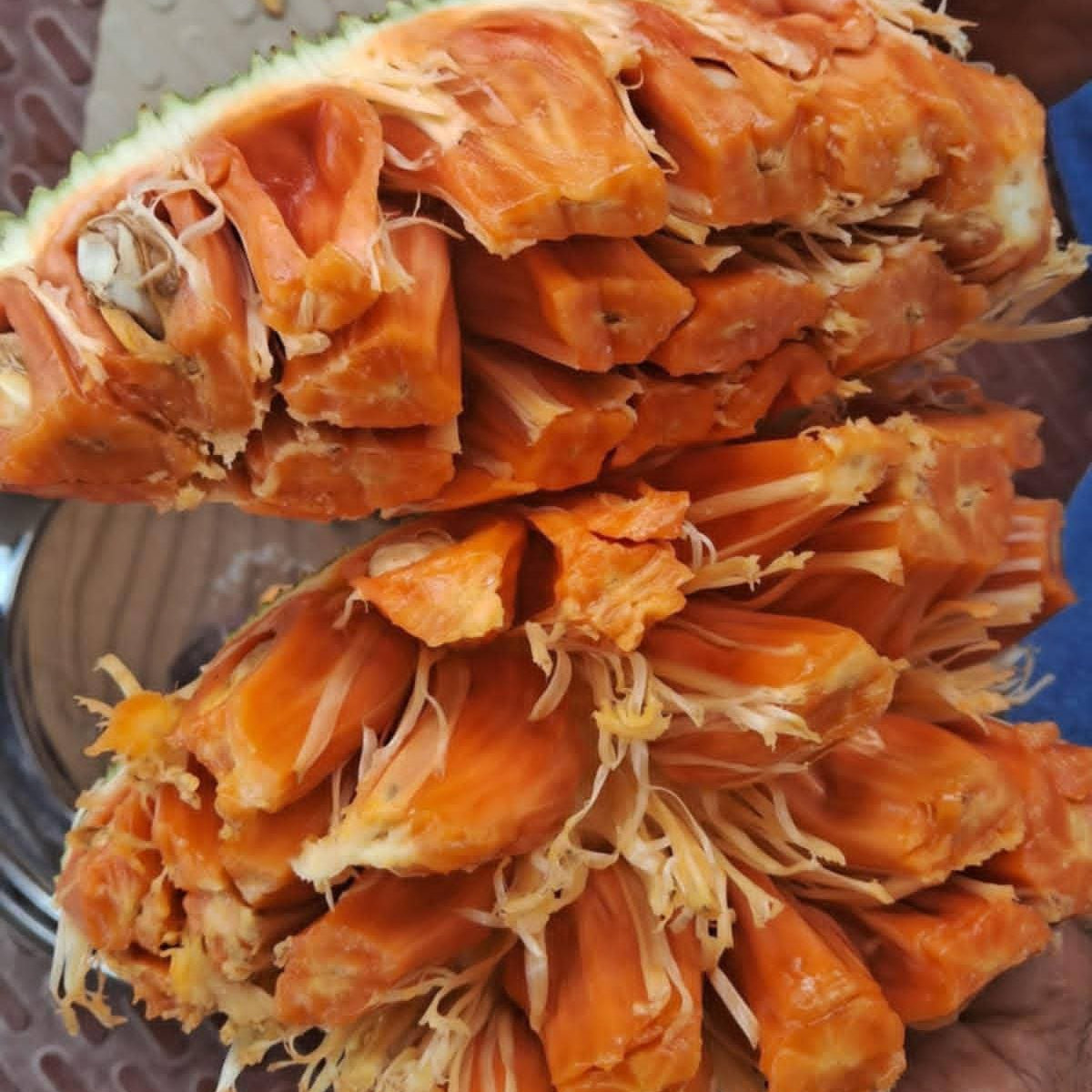 Red Gumless Jack Live Plant (Artocarpus heterophyllus)