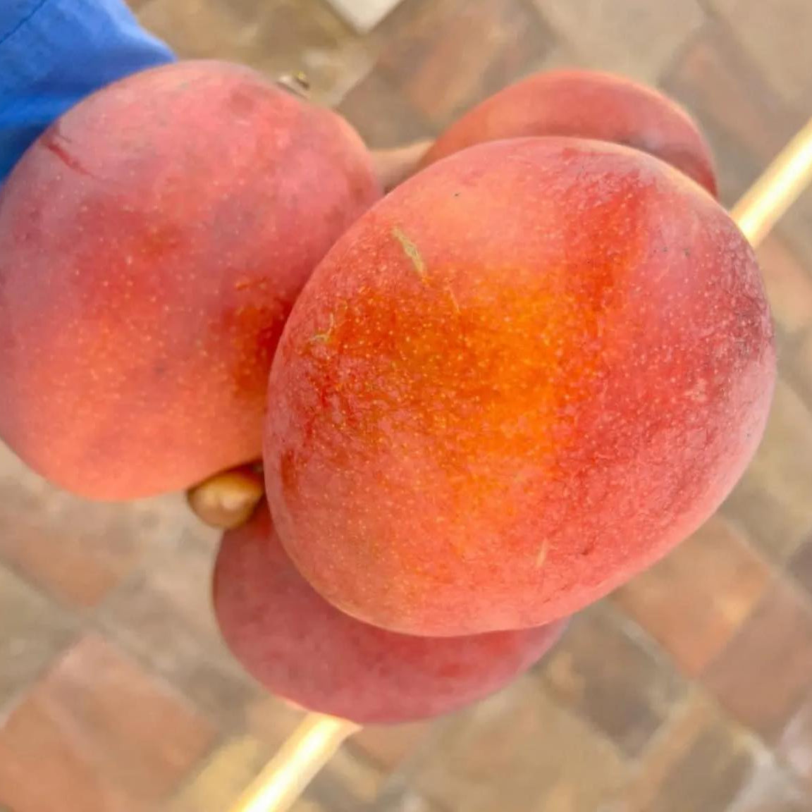 Haden Mango Live Plant (Mangifera indica 'Haden')