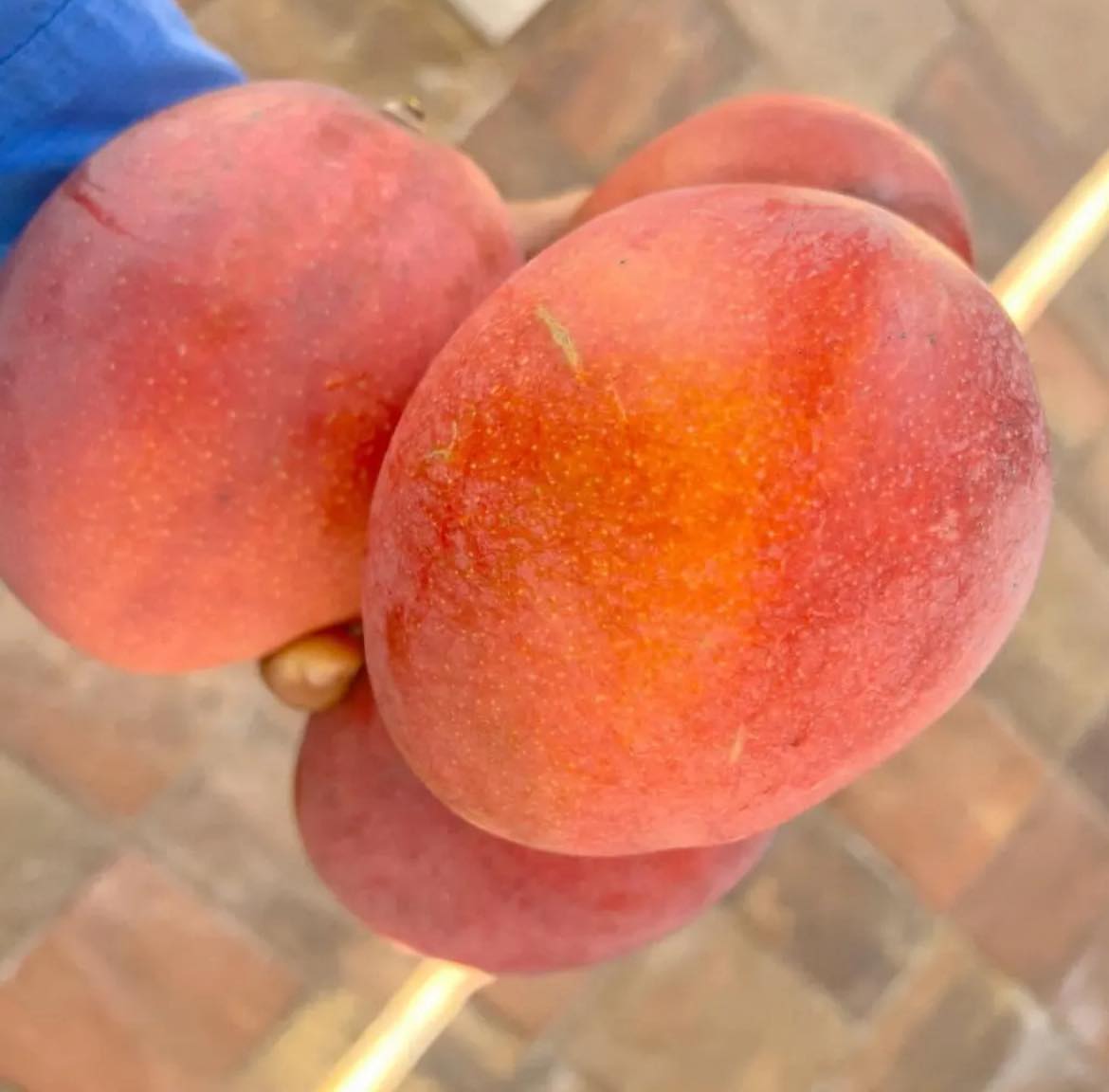 Haden Mango Live Plant (Mangifera indica 'Haden')