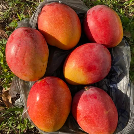 Haden Mango Live Plant (Mangifera indica 'Haden')
