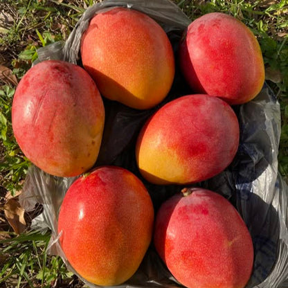 Haden Mango Live Plant (Mangifera indica 'Haden')