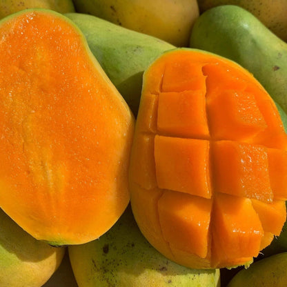 Haitian Francine Mango Live Plant (Mangifera indica)