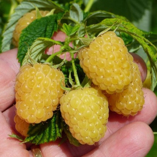 Yellow Himalayan Raspberry Live Plant (Rubus ellipticus)