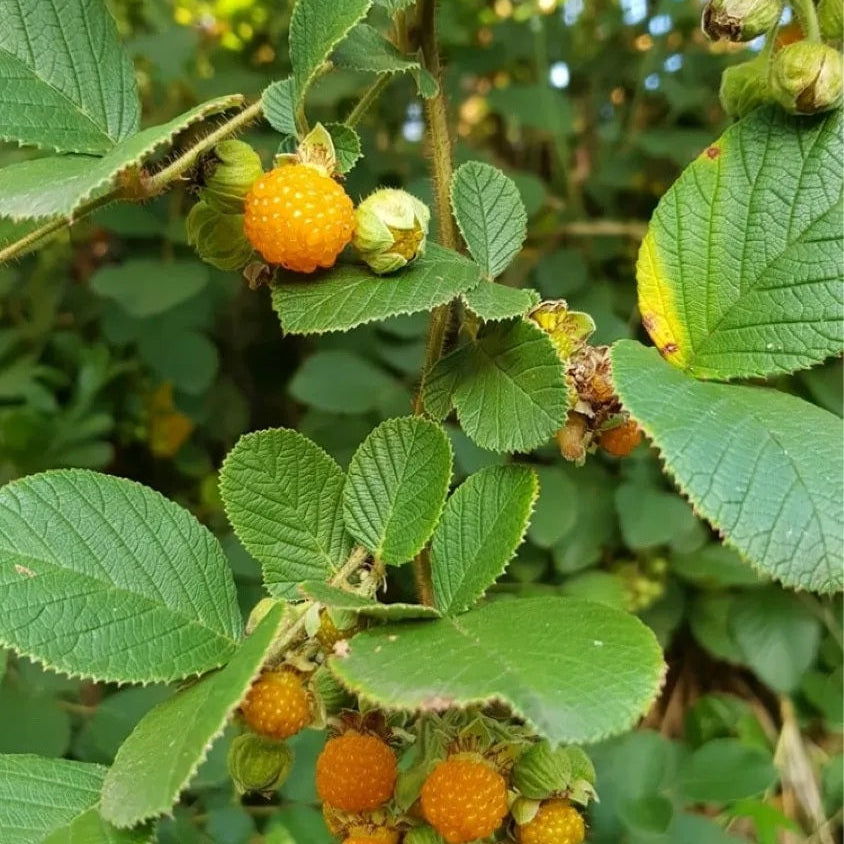Yellow Himalayan Raspberry Live Plant (Rubus ellipticus) – veliyathgardens