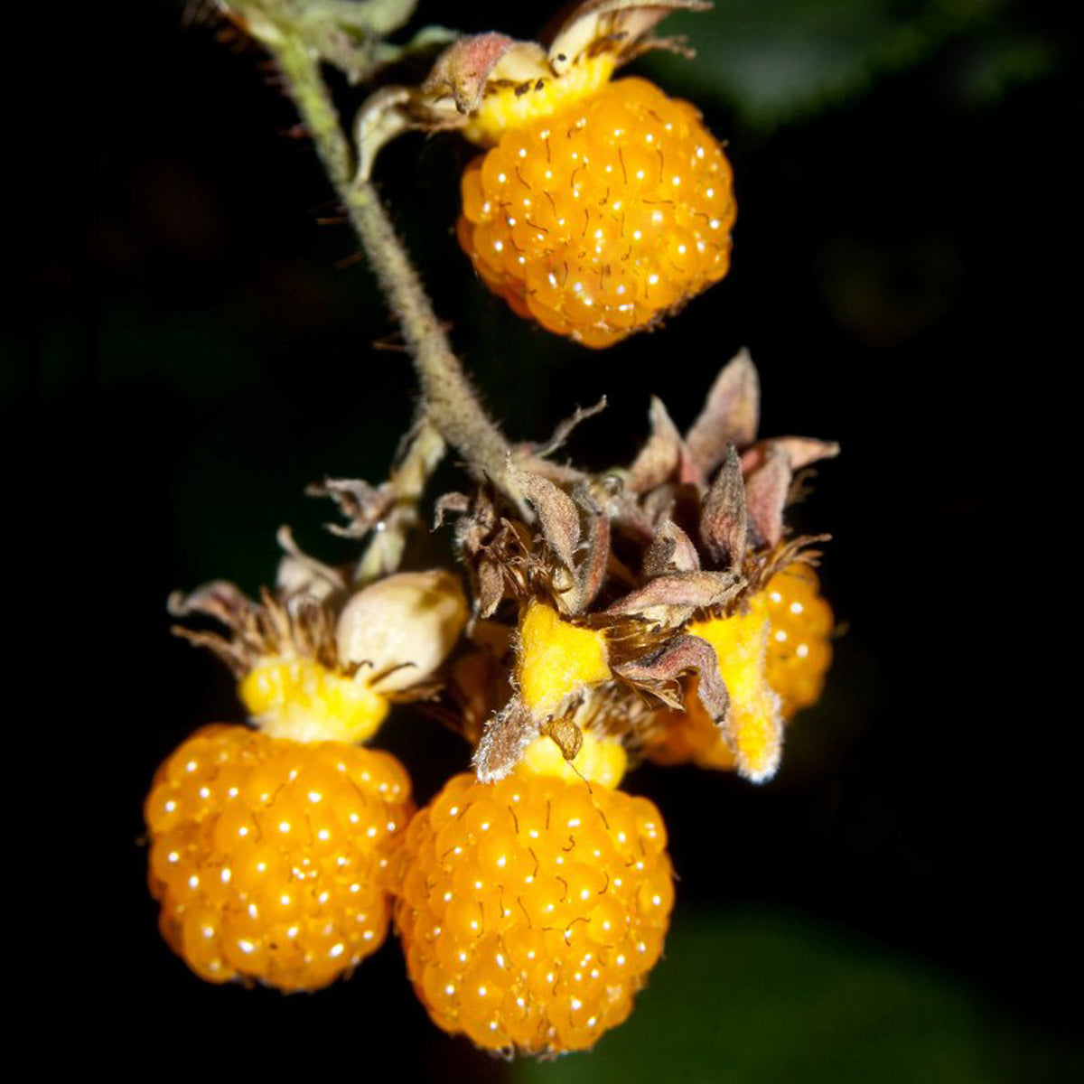 Yellow Himalayan Raspberry Live Plant (Rubus ellipticus)