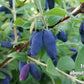 Honey Berry Live Plant (Lonicera caerulea)
