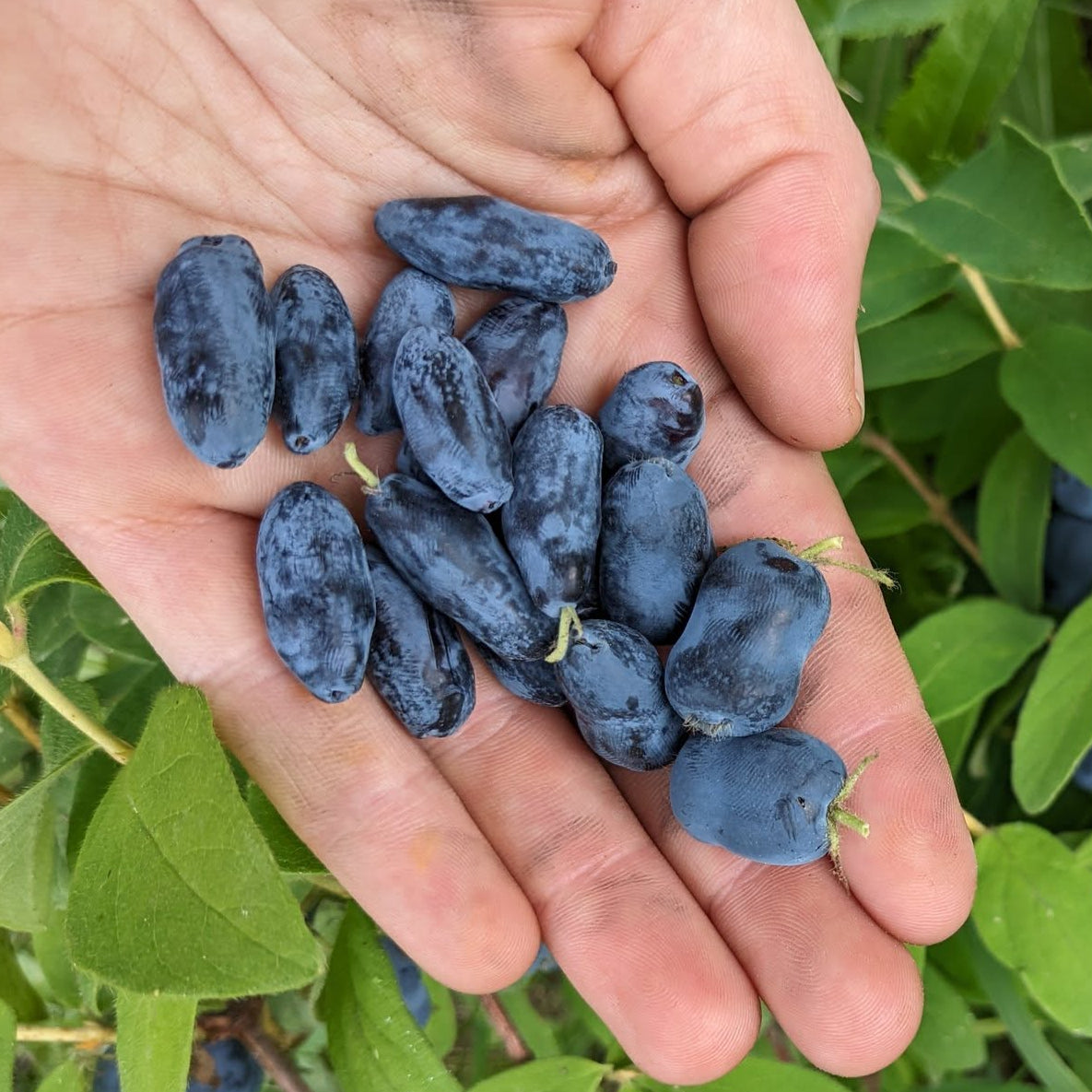 Honey Berry Live Plant (Lonicera caerulea)