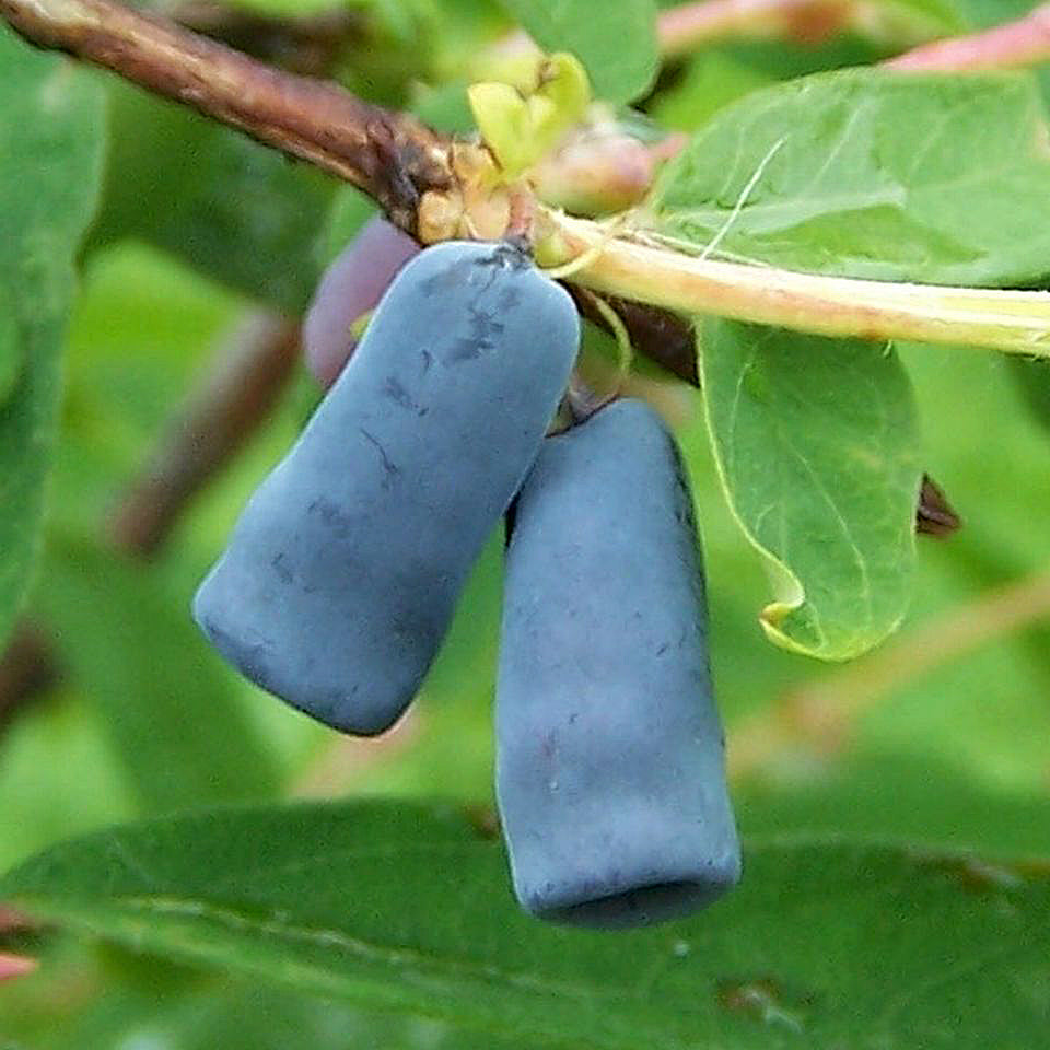 Honey Berry Live Plant (Lonicera caerulea)