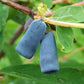 Honey Berry Live Plant (Lonicera caerulea)