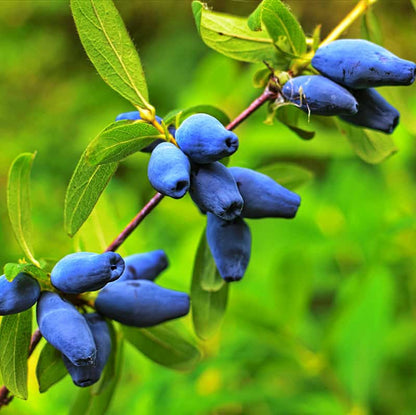 Honey Berry Live Plant (Lonicera caerulea)