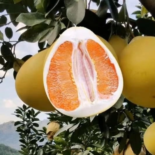 Honey pomelo (Citrus maxima) Live Plant