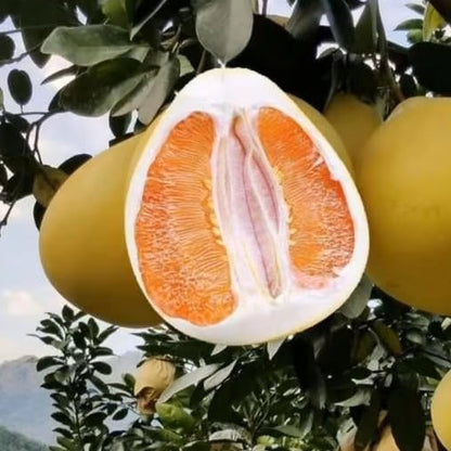 Honey pomelo (Citrus maxima) Live Plant