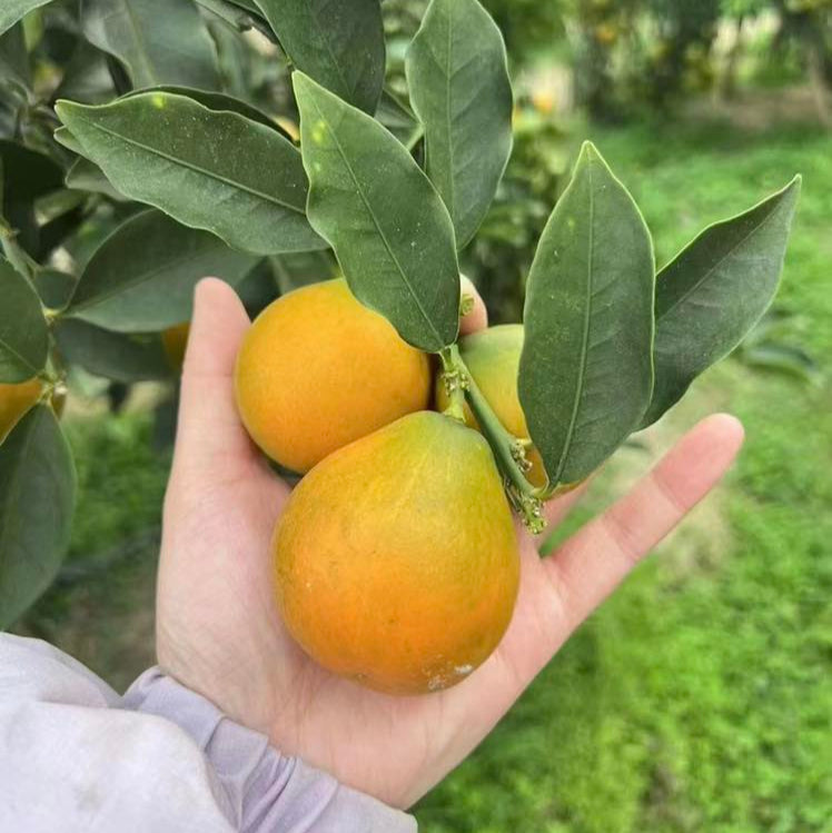 Crispy Honey Kumquat Live Plant (Citrus japonica)