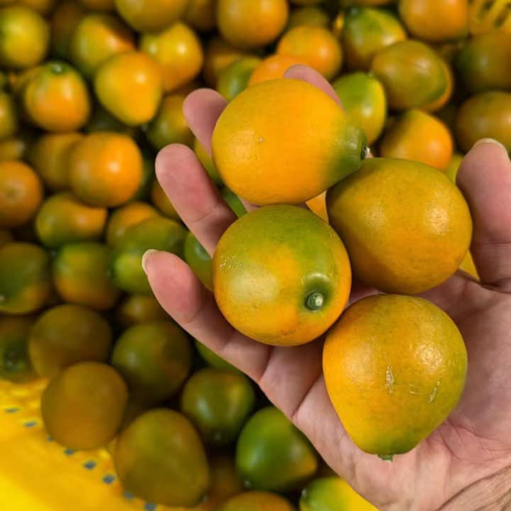Crispy Honey Kumquat Live Plant (Citrus japonica)