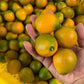 Crispy Honey Kumquat Live Plant (Citrus japonica)