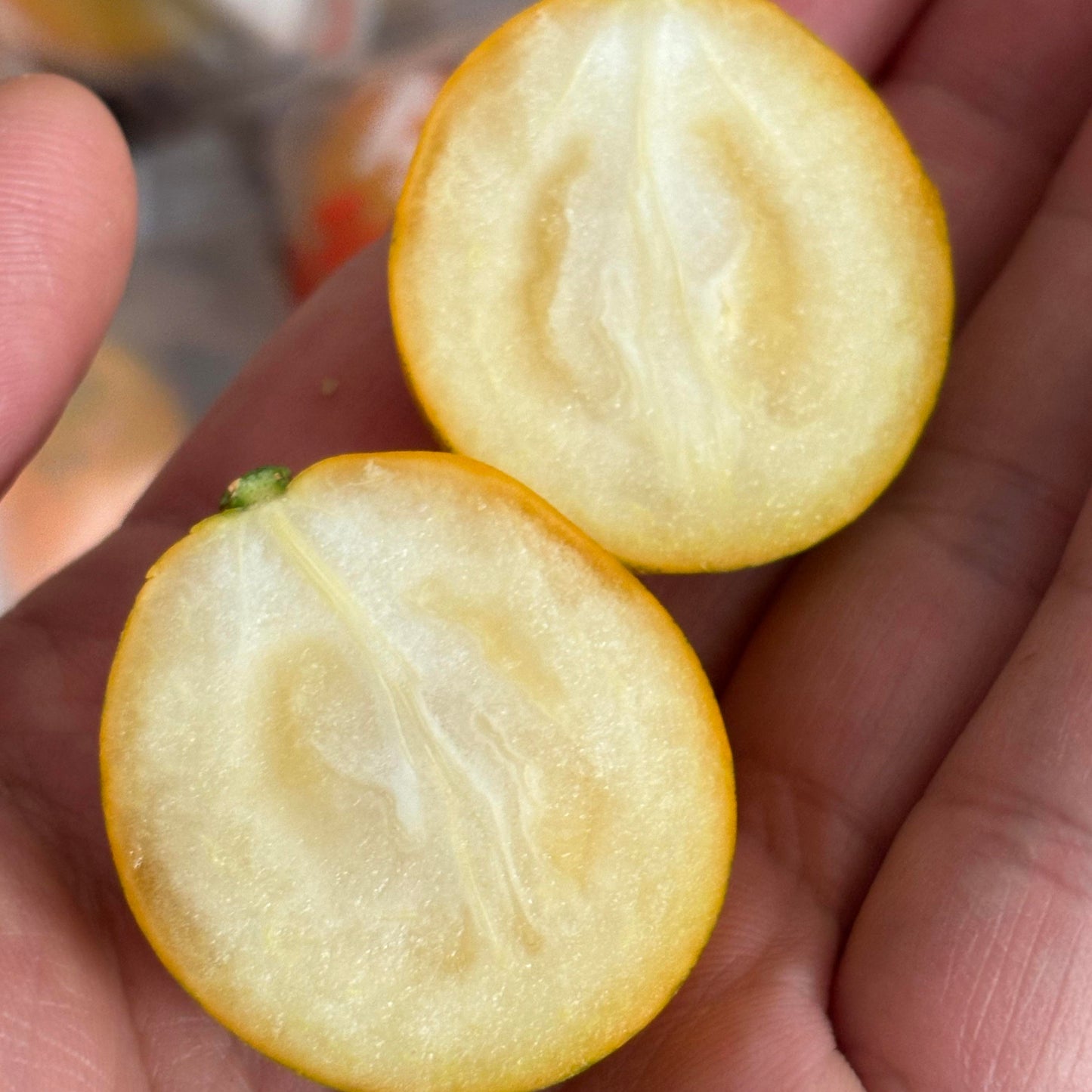 Crispy Honey Kumquat Live Plant (Citrus japonica)
