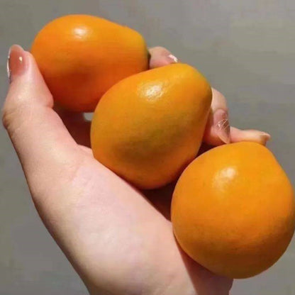 Crispy Honey Kumquat Live Plant (Citrus japonica)