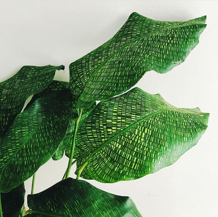 Calathea Musaica Live Plant