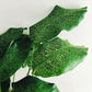 Calathea Musaica Live Plant