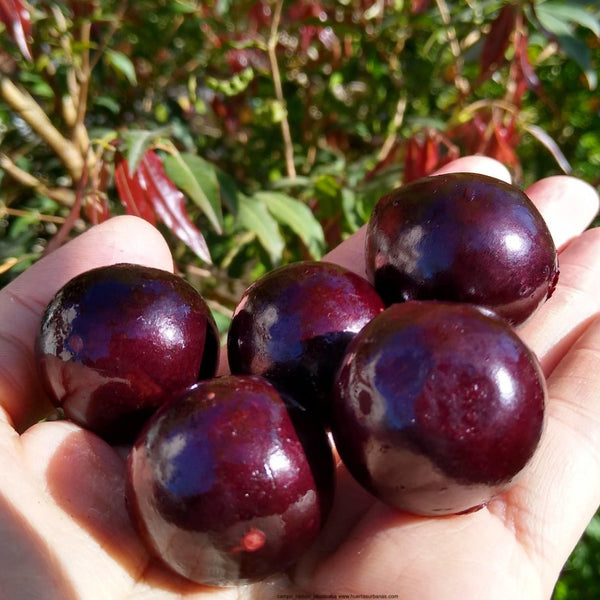 Jaboticaba 'Campo De Ramon' fruit Plant (Plinia sp) – veliyathgardens