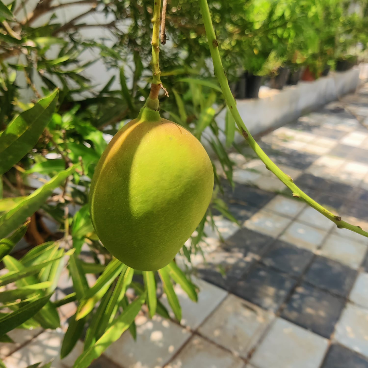 Nasik Pasand Mango Live Plant (mangifera indica)