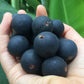 Blue Jaboticaba: A Rare Exotic Fruit Plant for Your Garden