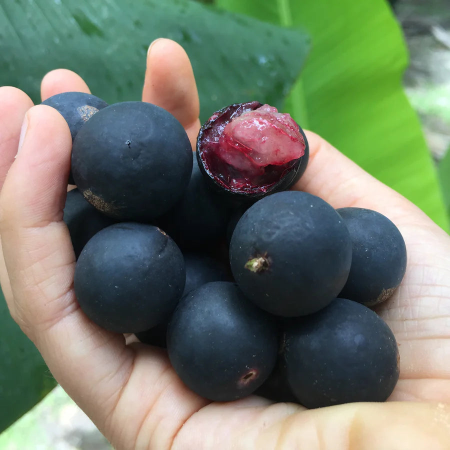 Blue Jaboticaba: A Rare Exotic Fruit Plant for Your Garden
