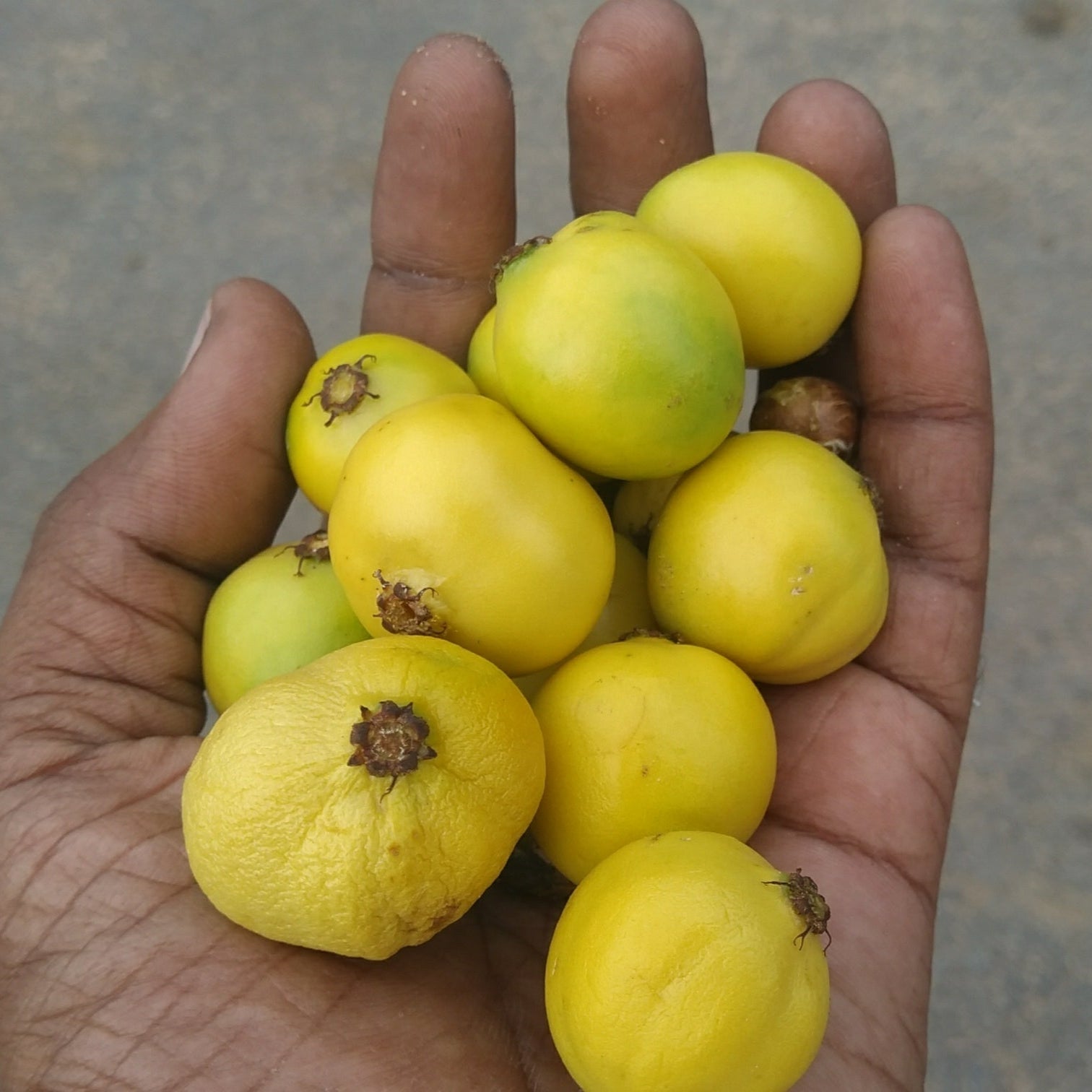 Garlic Fruit Fruit Plant (Garcinia spicata )
