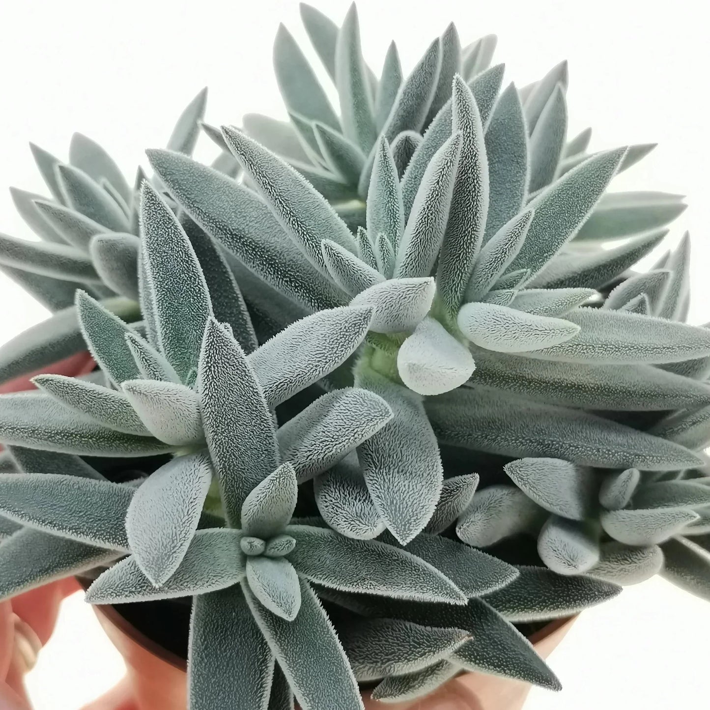 Crassula Moon Glow Live Plant (Crassula mesembryanthemoides ‘tenelli’)