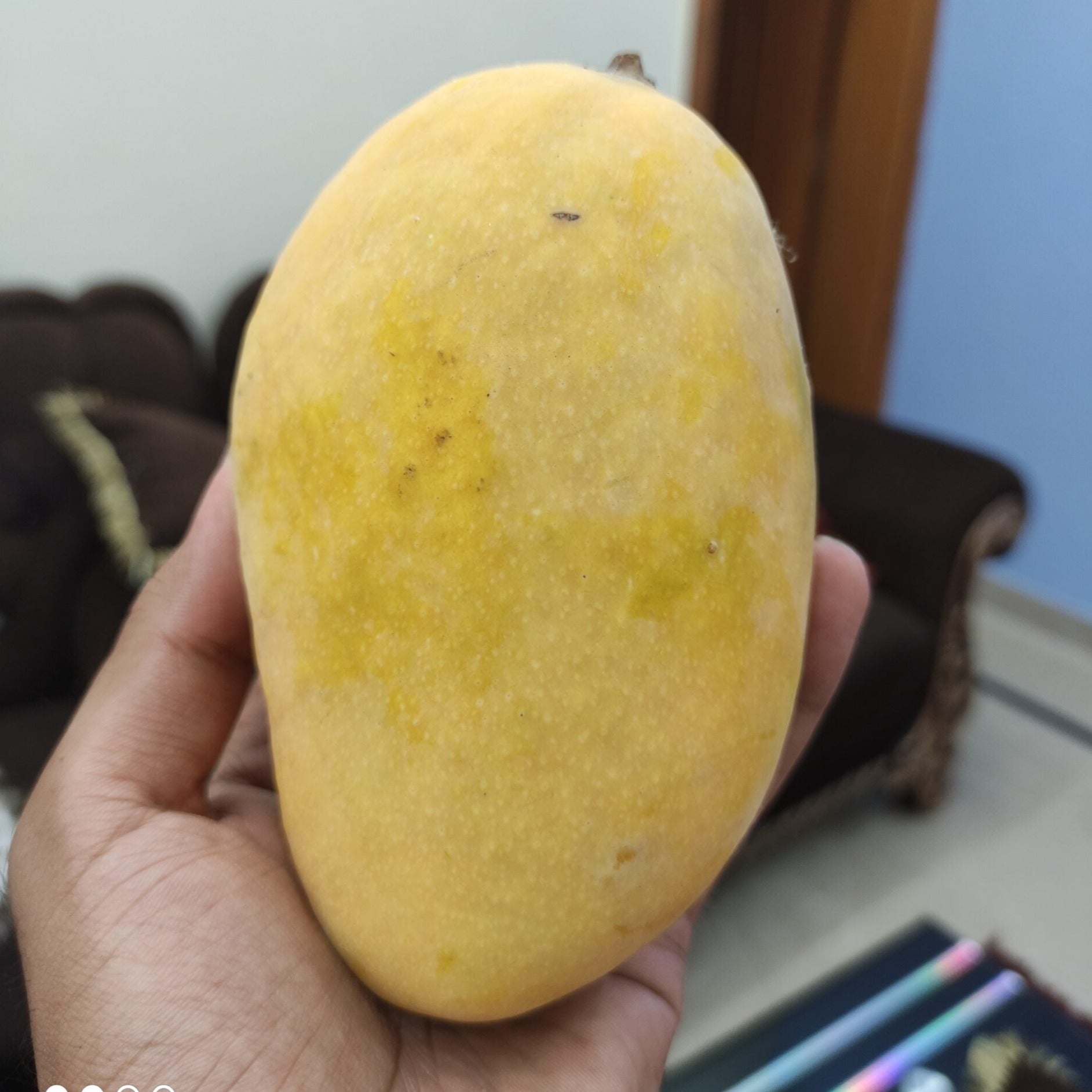 Chaunsa Mango Fruit Plant (Mangifera 'Chaunsa') veliyathgardens