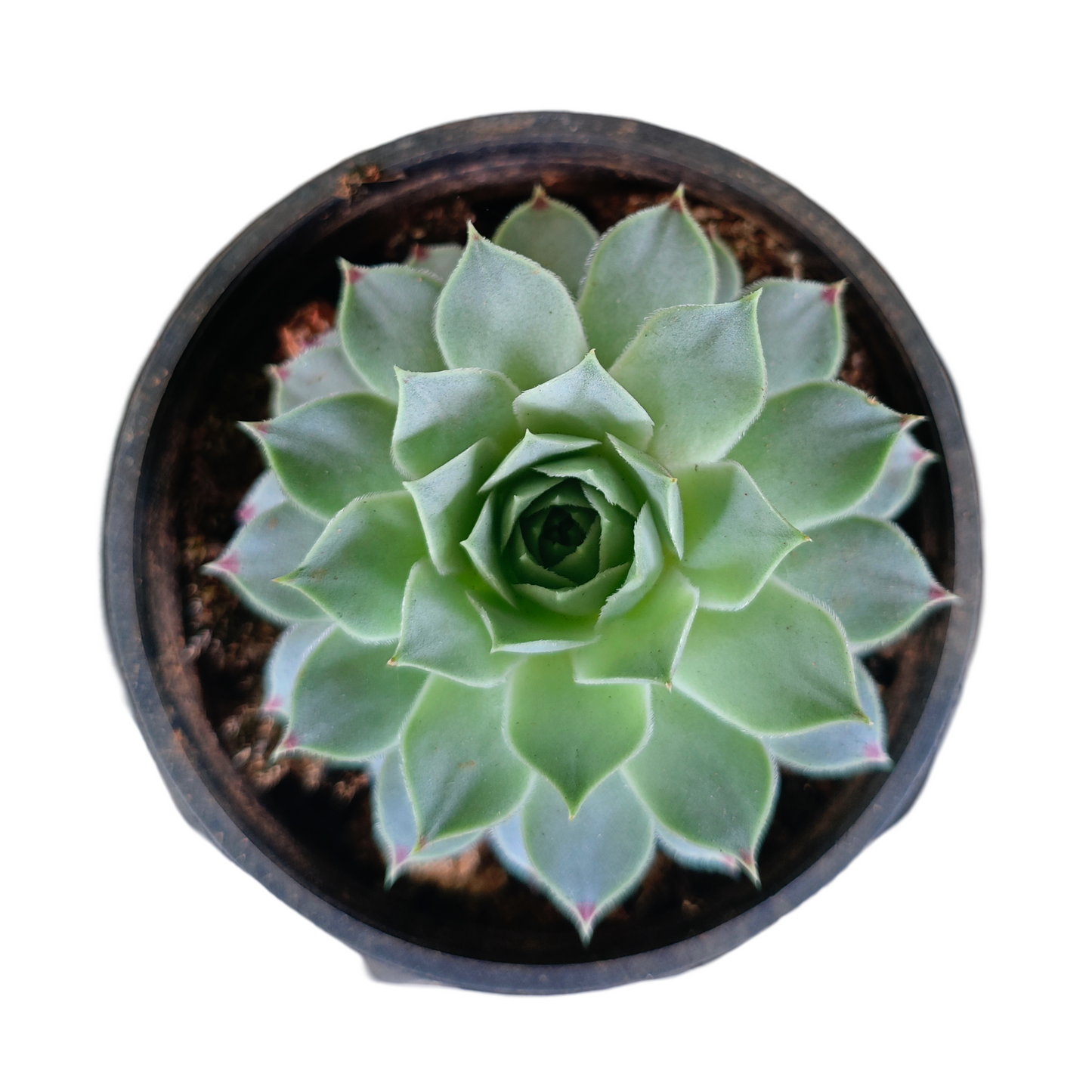 Echeveria Elegans Rose Live Plant