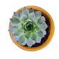 Echeveria Elegans Rose Live Plant