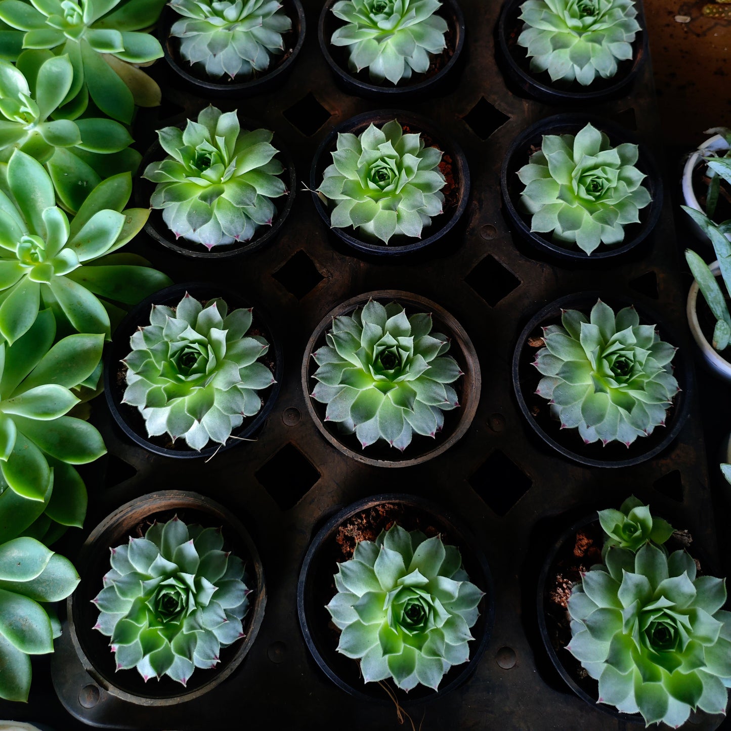 Echeveria Elegans Rose Live Plant