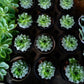 Echeveria Elegans Rose Live Plant