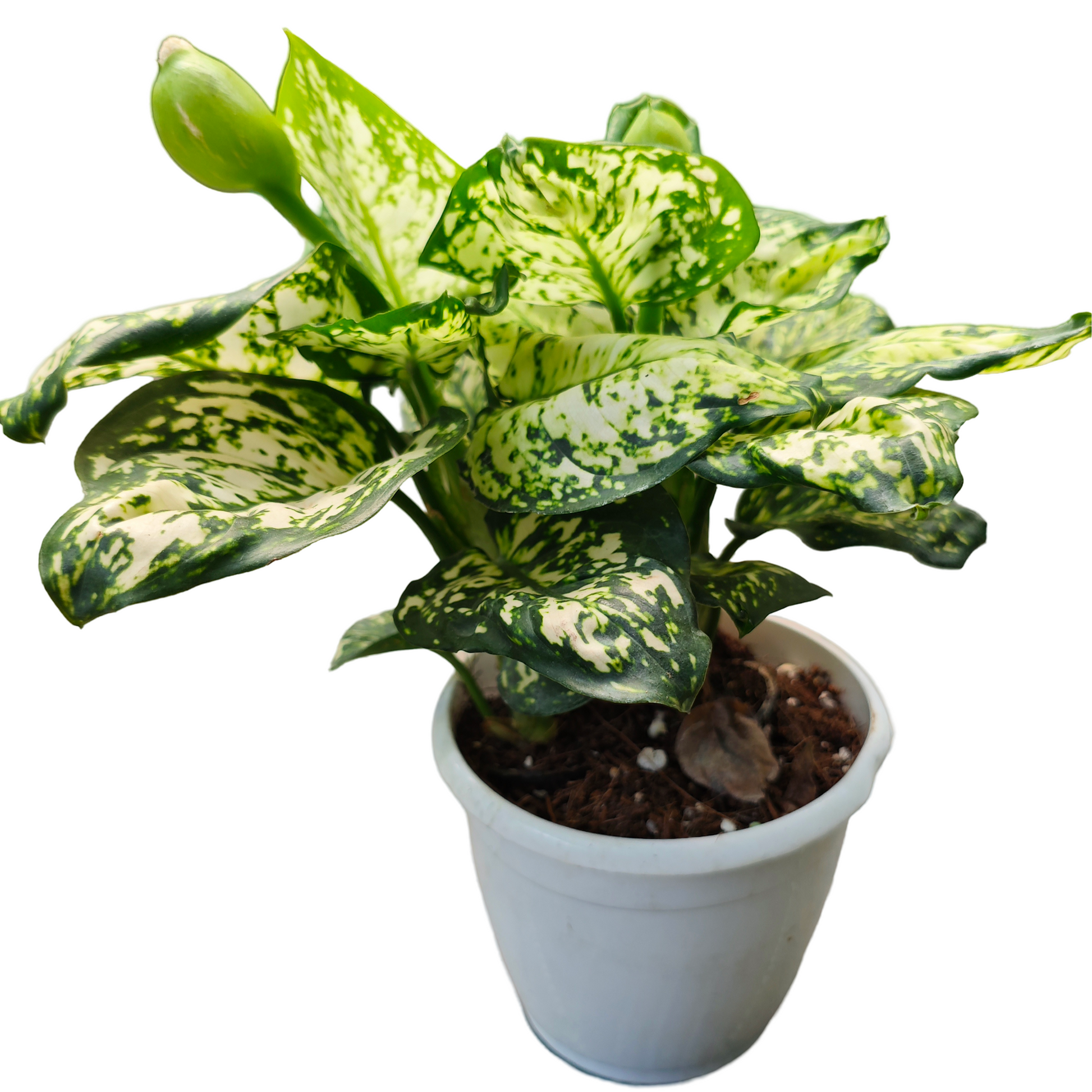 aglaonema abidjan Aglaonema White Anjuman Live Plant – veliyathgardens