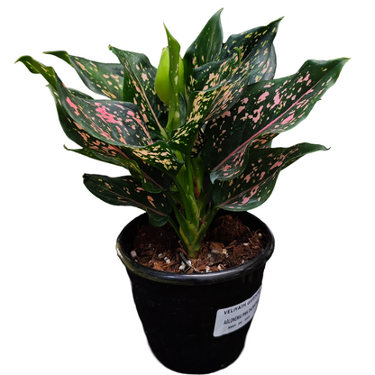 aglaonema pink dalmatian price Aglaonema Pink Dalmatian Live Plant – veliyathgardens