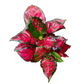 Aglaonema Red Live Plant