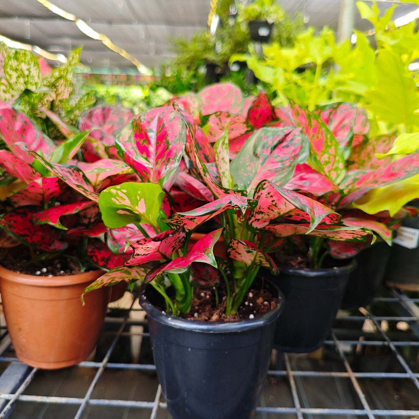 red aglaonema plant for sale Aglaonema Red Live Plant – veliyathgardens