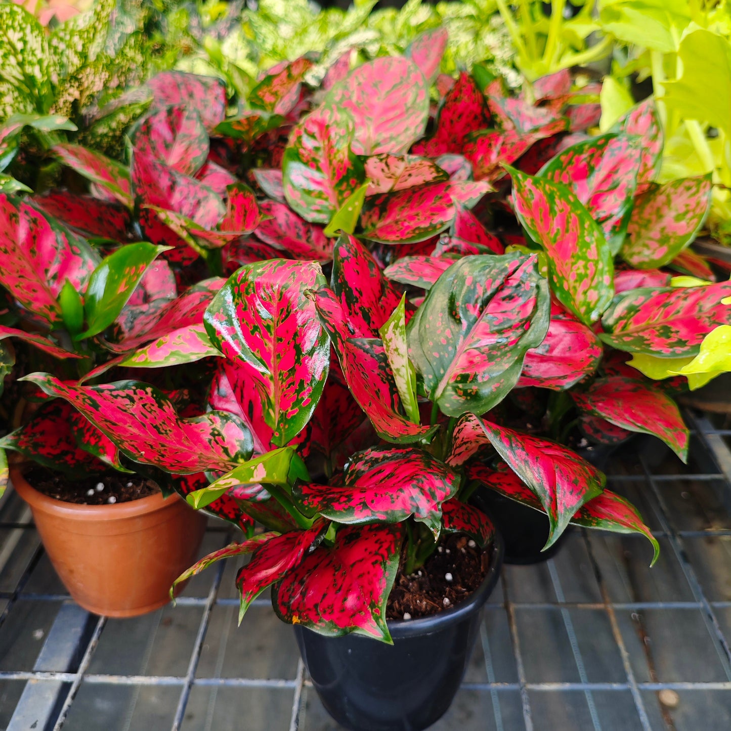 aglaonema chameleon Aglaonema Red Live Plant – veliyathgardens